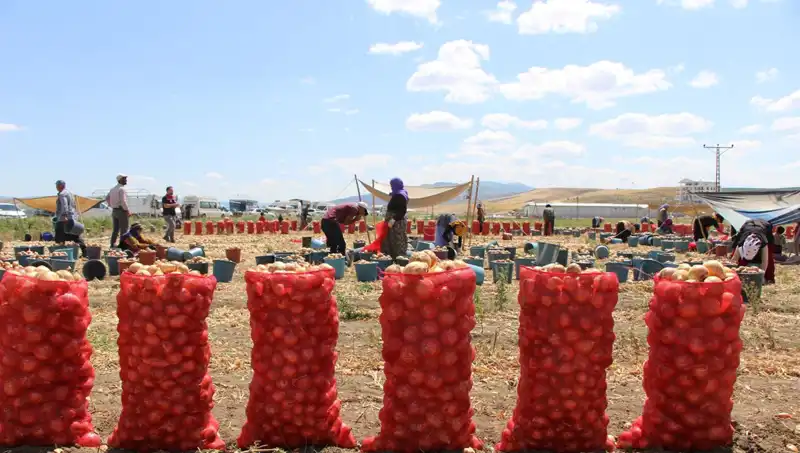 Amasya’nın Elma Hasadı Avrupa ve Rusya’yı Büyülüyor!
