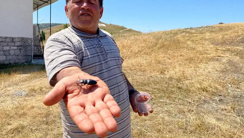 Sivas’ta Yasa Dışı Böceği Öldürenler 557 Bin TL Ceza ile Karşılaşabilir!
