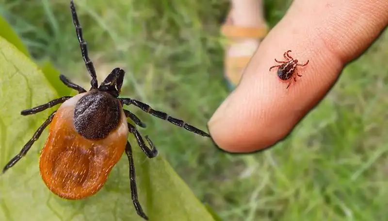 Kene Isırmasına Dikkat! Sağlığınızı Tehdit Eden Riskler ve Önlemler