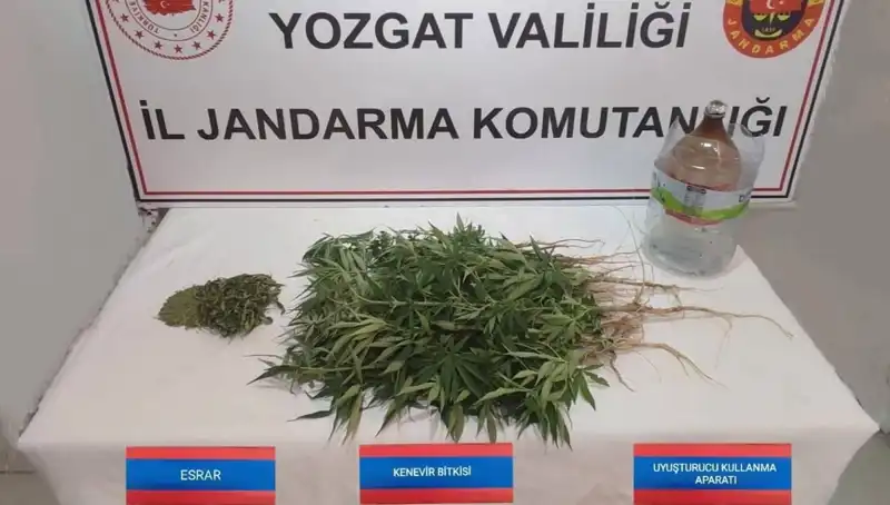 Yozgat'ta Piyasa Değeri Yüksek 40 Kök Kenevir Ele Geçirildi