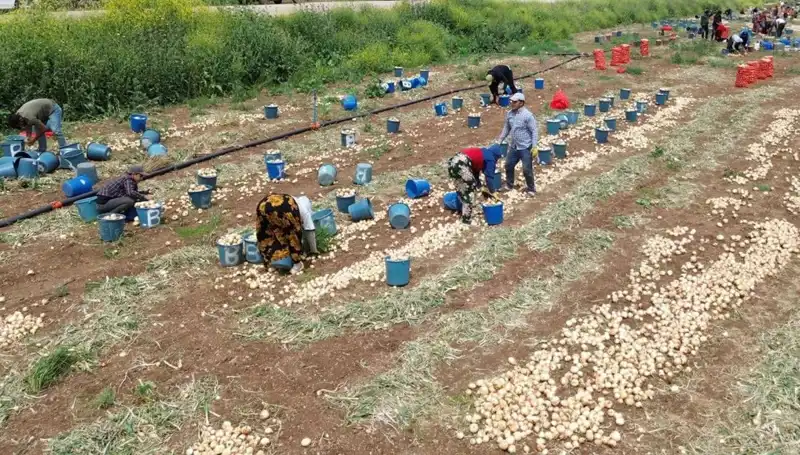 Soğan Hasadı Başladı: Piyasada Tohum Fiyatları Çöktü!