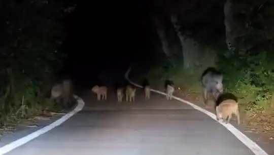 Elazığ'da Domuz Sürüsü Yolda, Sürücüler Şaşkın!