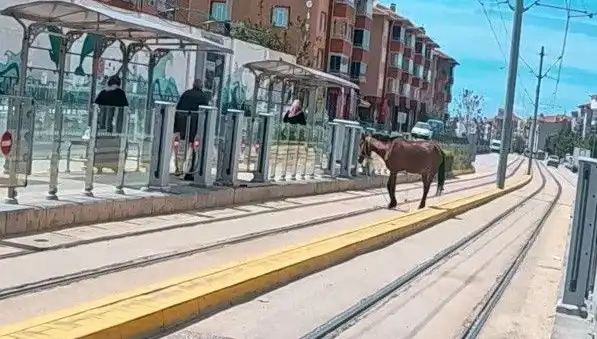 Eskişehir Tramvay Raylarında Başını Boşta Bırakan At Şaşkınlığı