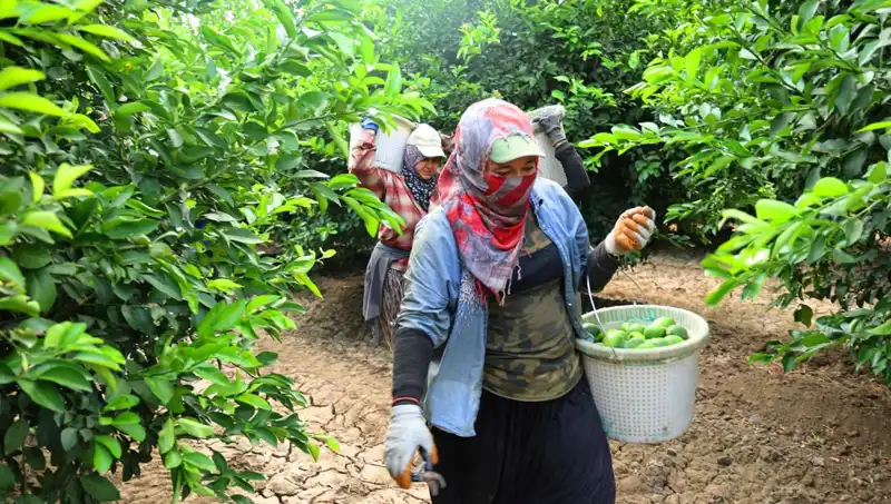Marketlerde Patates Fiyatı Yükselirken, Yeni Hasat Umut Verdi
