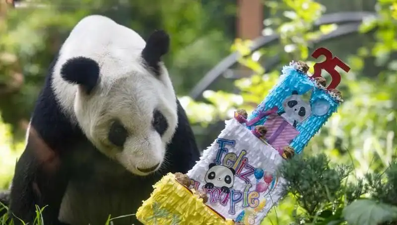 Dev Panda Xin Xin, 35. Doğum Gününü Kutladı: Duygulandıran Anlar