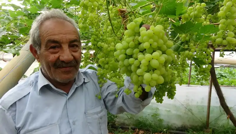 Zirai Don, Meyve Fiyatlarını Dibe Çekti: İlk Ürünler 250 TL'ye Satılıyor