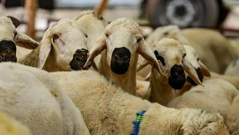 2025 Kurban Bayramı: Hangi Sorular Cevap Bekliyor, Kurban Kesmek Farz mı?