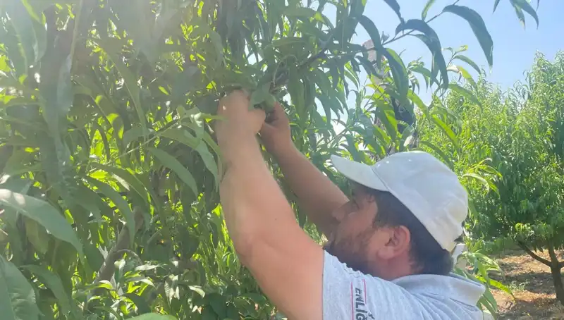 Hasat Sezonu Yaklaşırken Pahalı Hediyelik: Kilosu 50 Lira Olan Dalında Ürünler