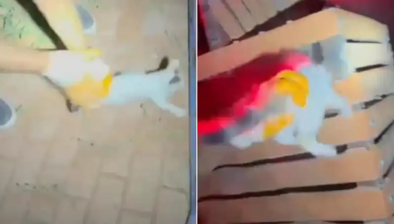 Gece Yarısı İtfaiye Ekipleri tarafından Kedi Kurtarma Operasyonu Gerçekleşti!