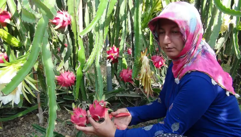 Emekli Oldu, Pitaya Üretimine Başladı: Kilosu 200 TL