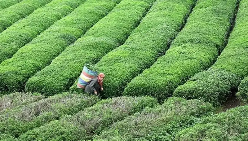 ÇAYKUR, Bayram Süresince Yaş Çay Alımına Devam Edecek