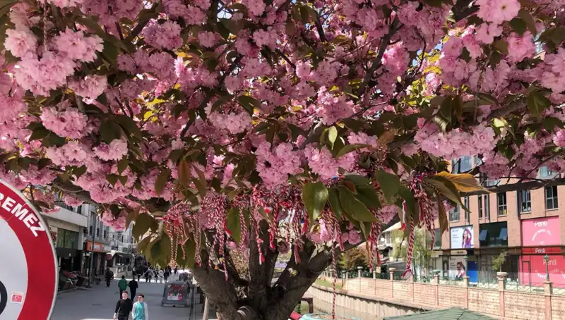 Süs Erik Ağaçlarına Baharın Müjdecisi Martenitsa Geleneği Bağlandı!