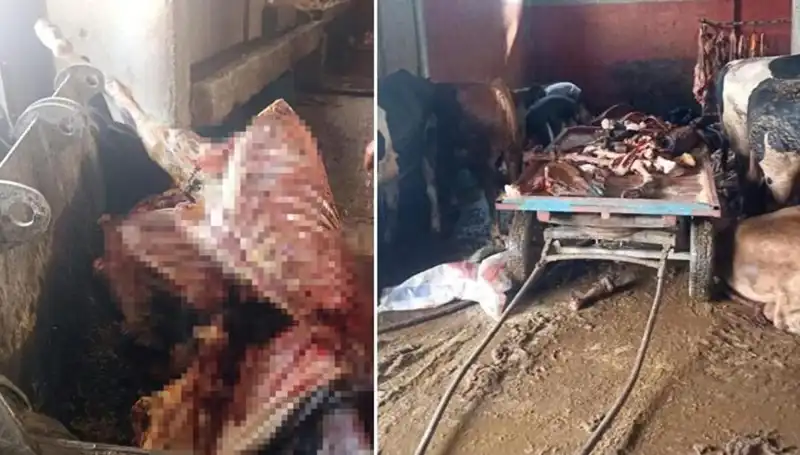Adana’da Şok Ortaya Çıkan At Eti Operasyonu: 4 At Kurtarıldı
