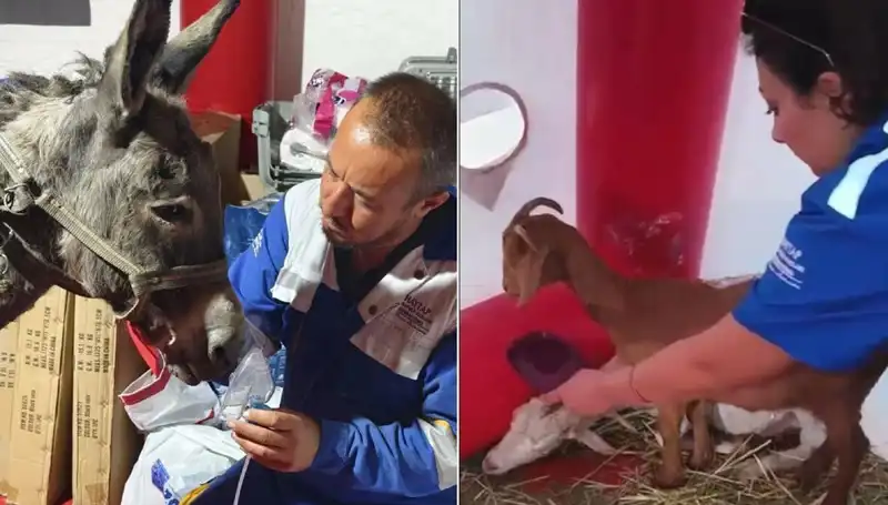 Yangından Etkilenen Eşeği Kurtarmak İçin Oksijen Maskesi Uygulandı