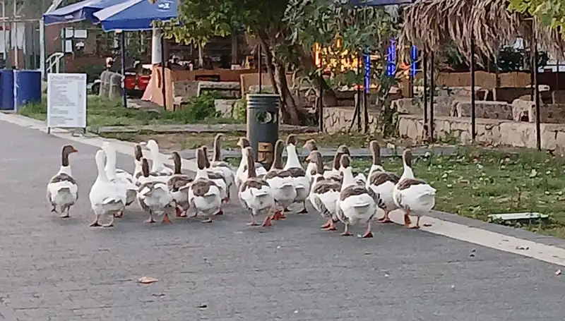 Denizde Yüzdükten Sonra Kümese Kapatılan Kazlar İçin Şok Gelişme