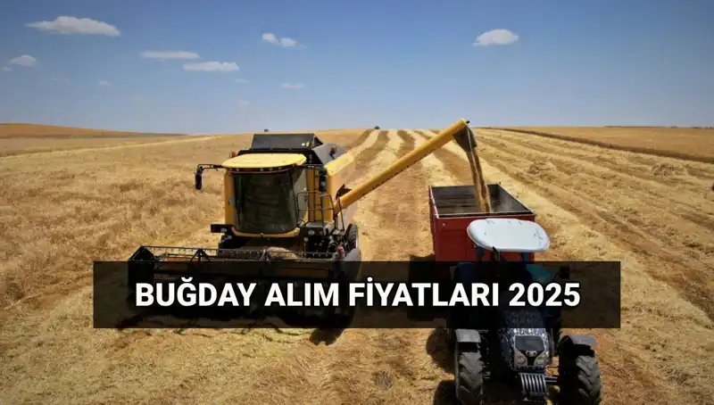 ** 2025 Hububat Alım Fiyatları Belli Oldu: TMO'dan Beklenen Açıklama Geldi!**