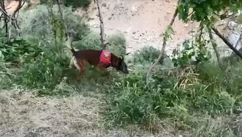 Dere Kenarındaki Gizli Esrar, Dedektör Köpeği Tarafından Bulundu