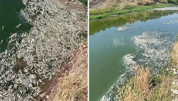Karasu Çayı’ndaki Balık Ölümleri Üzerine Sıkı İnceleme Başlatıldı