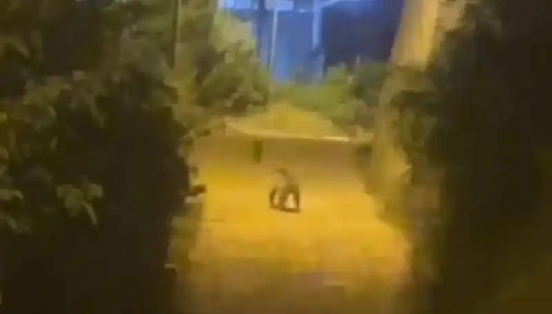 Gümüşhane'de Şehir Merkezine İnen Ayı Herkesin Dikkatini Çekti