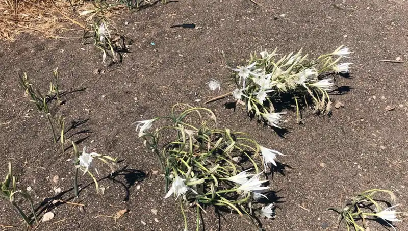 Koparmanın Ceza Süreci: Cezası Olanlar Yanından Bile Geçmiyor