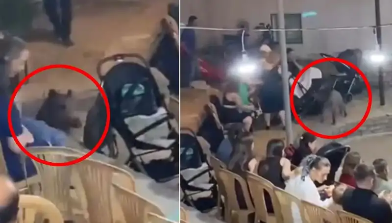 Düğün Törenine Giren Yaban Domuzu Misafirleri Şaşırttı!