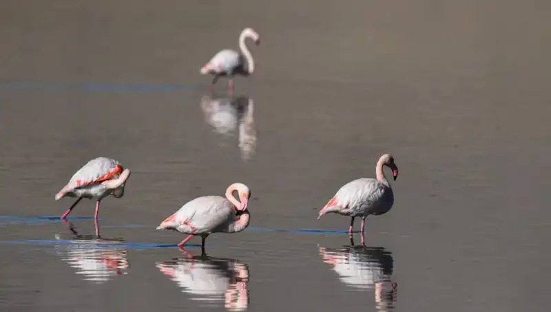 Kuraklık Kuş Cennetini Vurdu: Flamingoların Sayısı Düşüyor!
