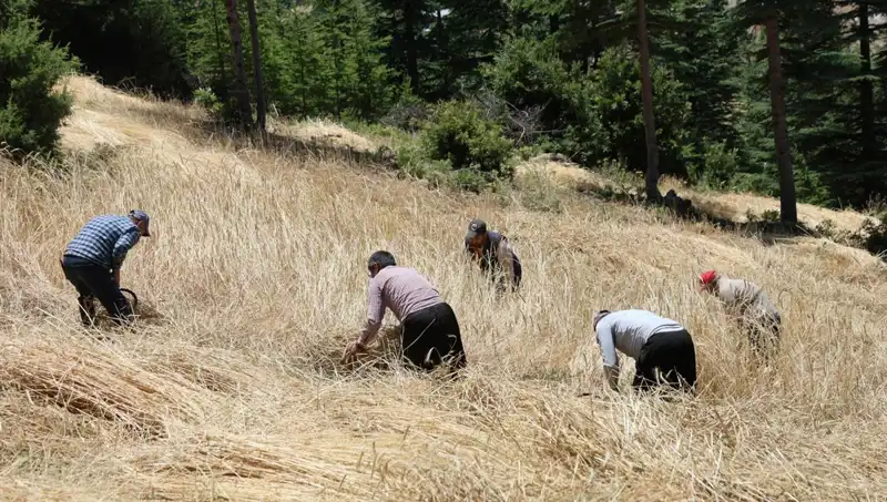 Teknolojinin Ulaşamadığı Tarla: Geleneksel Yöntemlerle Hasat Dönemi Başladı
