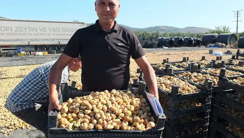 Balıkesir'de Hasat Coşkusu: Çin ve Rusya'ya İhracat Başladı
