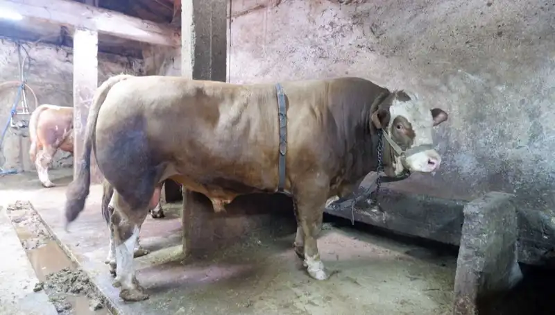 Dünyayı Şaşkına Çeviren 1 Ton 200 Kilo Değerli Malzeme, Göz Doldurdu!